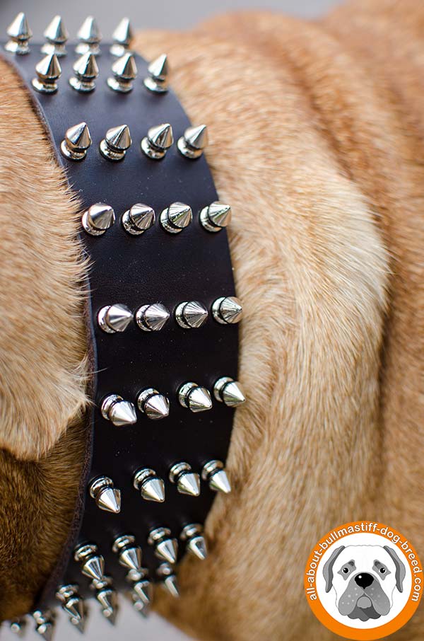 Walking in style Bullmastiff spiked leather collar 