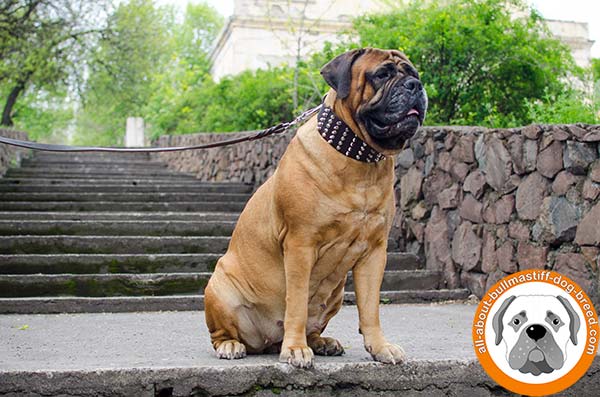 Deluxe leather collar for walking and training with Bullmastiff 