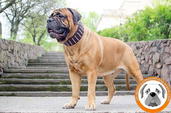 Super wide and strong leather Bullmastiff collar