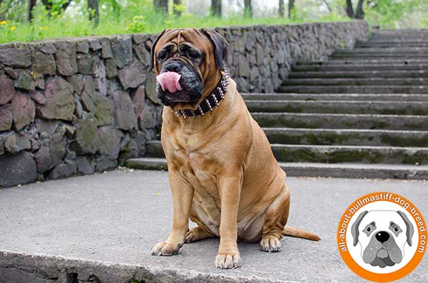 Strong and soft Bullmastiff spiked leather collar 