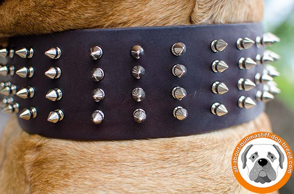 Awesome Bullmastiff leather collar with fancy decoration