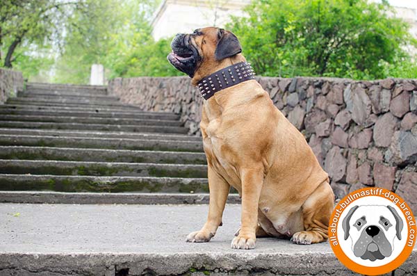 Perfect looking Bullmastiff collar for comfortable walks