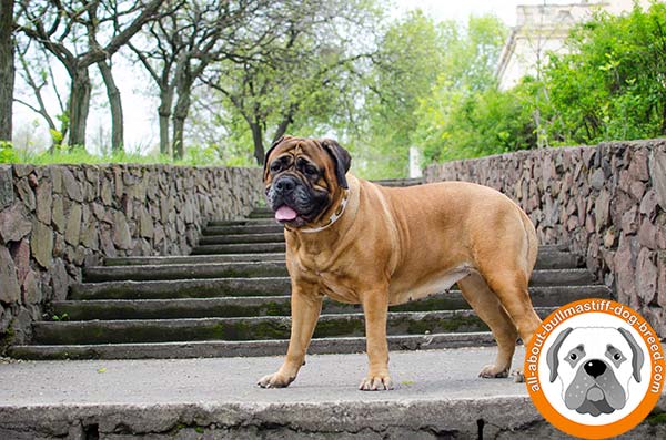 Fashion Bullmastiff white collar with vintage brass plates