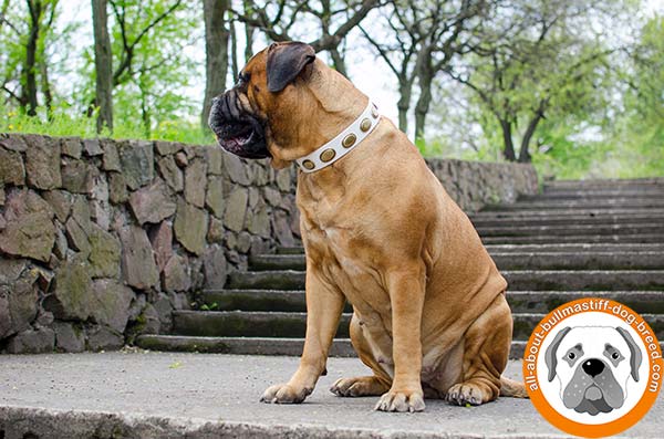 Superb white leather collar with vintage decorations