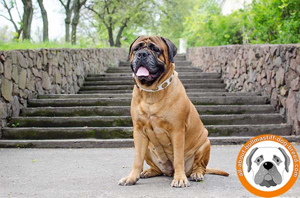 White leather collar with elegant decoration for Bullmastiff