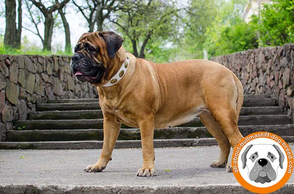 Decorated white leather Bullmastiff collar for everyday activities