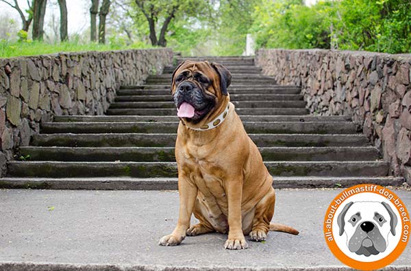 Soft and strong decorated Bullmastiff white collar 