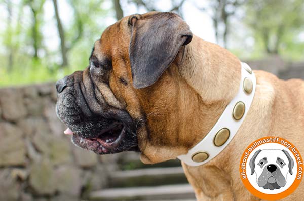 Vintage white collar for active Bullmastiff