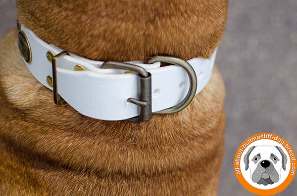 Perfect Bullmastiff white collar for everyday use