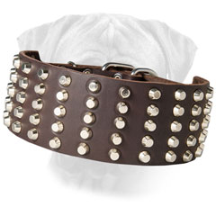 Studded Bullmastiff Leather Wide Collar