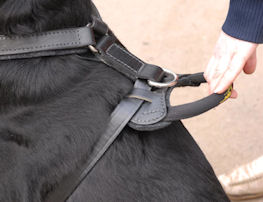 rottweiler handle for harness