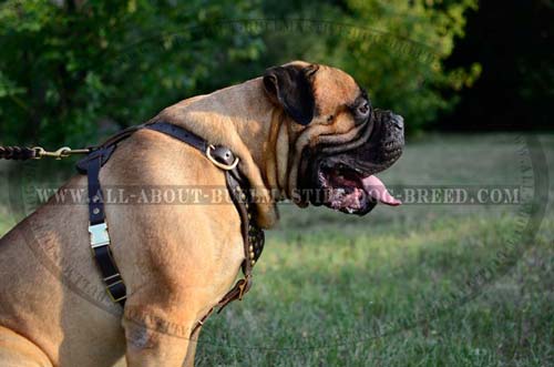 Royal Fashion Leather Bullmastiff Harness with Half-Ball Studs