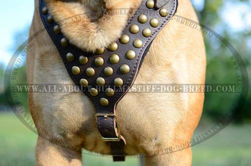 Best Leather Bullmastiff Harness with Easy Adjustable Straps