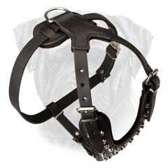 Fashion Bullmastiff Harness for Walking /Training