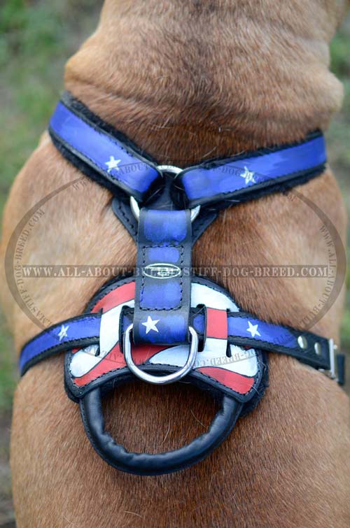 Enjoy the Training Bullmastiff Leather Dog Harness
