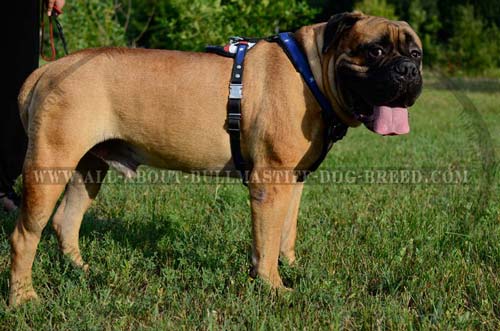 Comfortable Bullmastiff Leather Dog Harness For Agitation and Attack Training