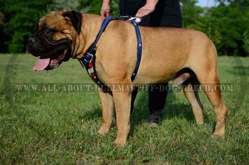 Comfy Leather Dog Harness for Bullmastiff with Painted American Flag 