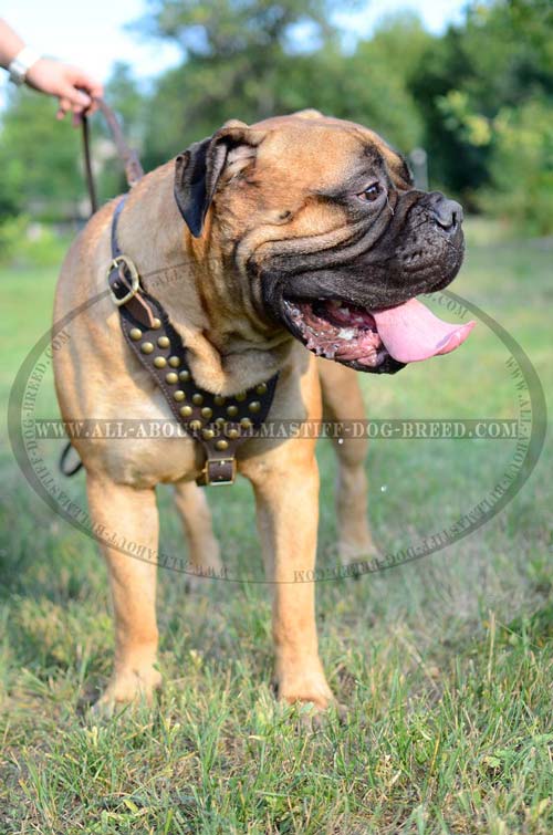 Excellent Leather Bullmastiff Harness