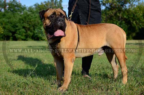 Absolutely Comfortable Leather Dog Harness for Bullmastiffs