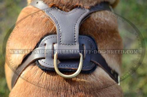 Excellent Quality Bullmastiff Harness for Many Years' Usage