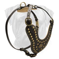 Gorgeous Training Harness for Bullmastiffs