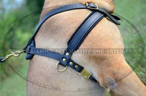 Safe and Cozy Leather Dog Harness