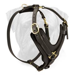Best leather Harness for Bullmastiffs