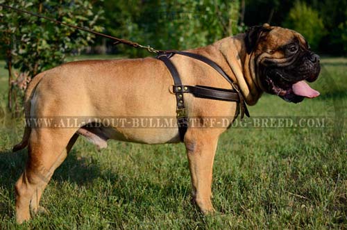 Genuine Leather Bullmastiff Harness