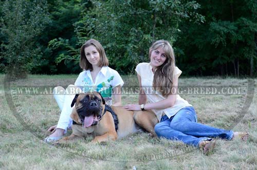 Super Durable Bullmastiff Harness