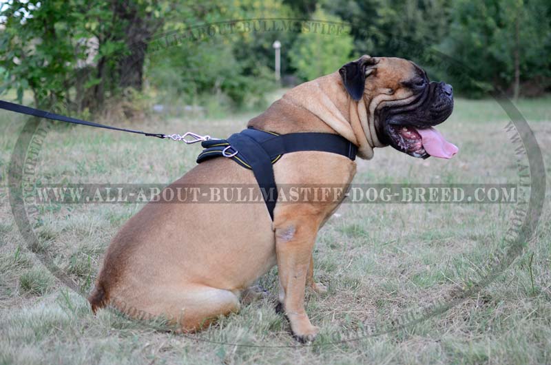 Tracking Nylon Long Line (long leash) for Mastiff : Mastiff Breed:  Harnesses, Muzzles, Collars, Leashes, Bite Tugs and Toys