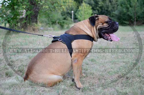 Water Resistant Bullmastiff Harness