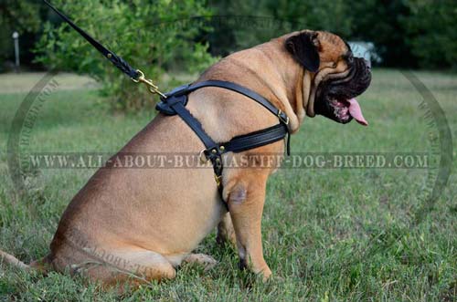 Adjustable Leather Bullmastiff Harness with Brass Plated D-Ring for Leash Attachment