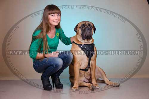 Extra Comfy Adjustable Leather Dog Harness for Bullmastiff