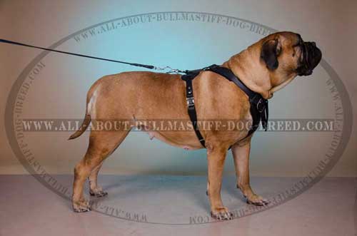 Adjustable Leather Bullmastiff Harness with Quick Release Buckle for Easy Putting it on