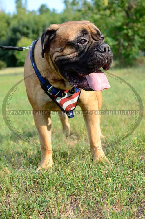 American Pride Leather Bullmastiff Harness For Attack Agitation Training