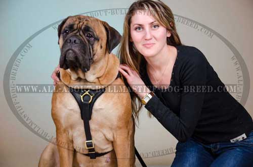 Comfortable Leather Dog Harness for Bullmastiff Effective Training