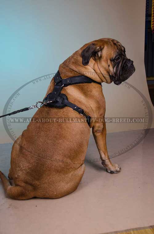 Leather Bullmastiff Harness with Nickel Plated D-Ring for Lead Attachment