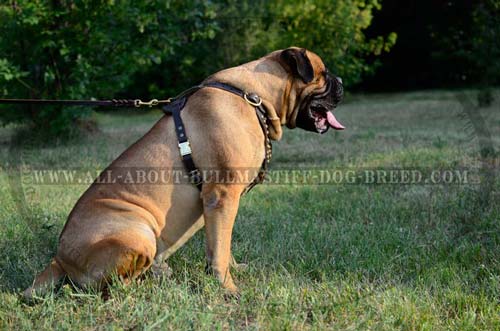 Walking Studded Leather Bullmastiff Harness with Brass Quick Release Buckle
