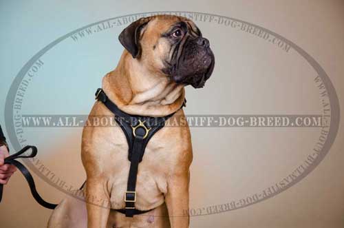 Quality Leather Bullmastiff Harness with Comfy Y-Shaped Chest Plate