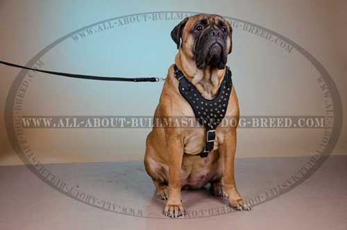 Leather Harness for Bullmastiff with adjustable straps