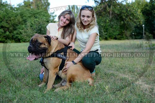 Multipurpose Nylon Dog Harness for Bullmastiff Walking and Training