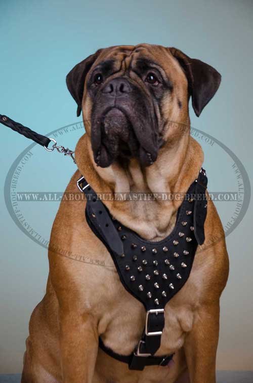 Leather Harness for Bullmastiff lightweight