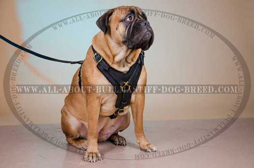 Leather Harness for Bullmastiff extra durable