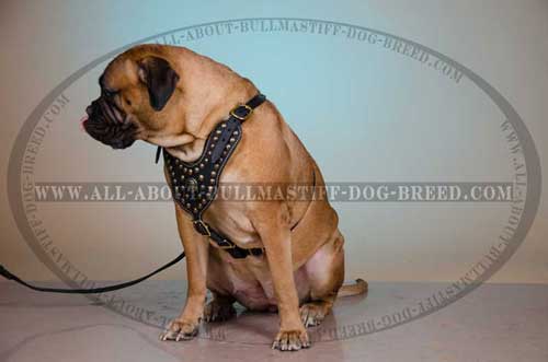 Leather Harness for Bullmastiff Obedience training
