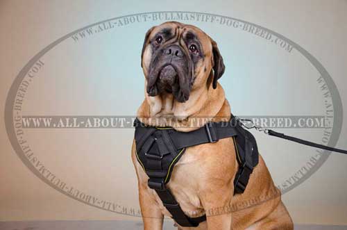 Nylon Harness for Bullmastiff lightweight