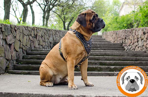 Super strong and soft leather adorned harness for Bullmastiff walks