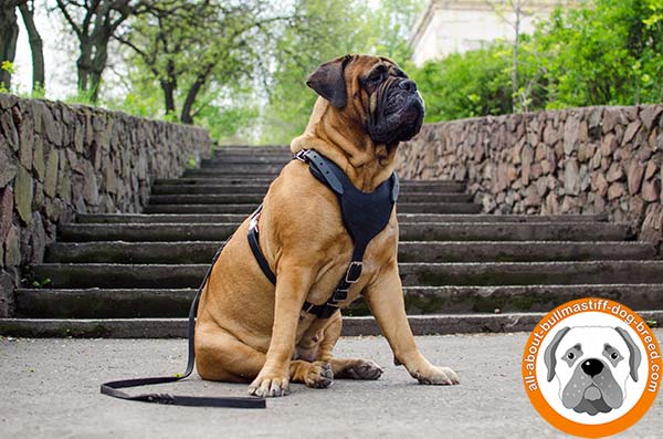 Practicable leather Bullmastiff harness with 