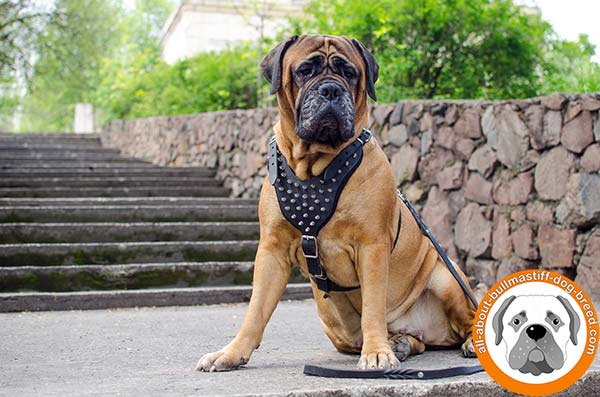 Leather Bullmastiff harness with silver color spikes