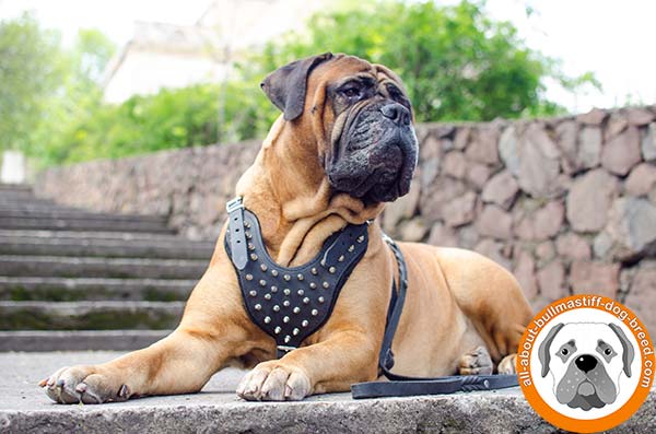 Super durable leather Bullmastiff harness with spikes