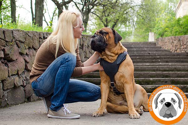 Extra strong and soft leather harness for Bullmastiff Breed